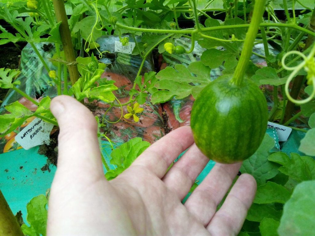 Watermelon plant showing flowers and young fruit