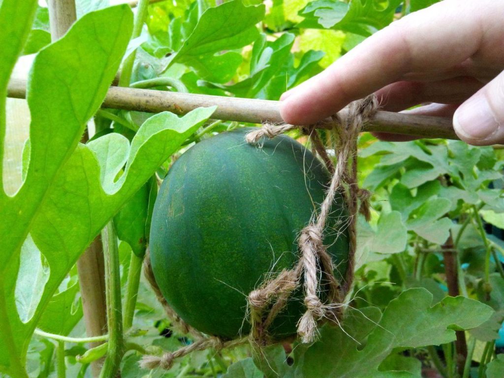 Small home-grown watermelon in home-made twine hammock