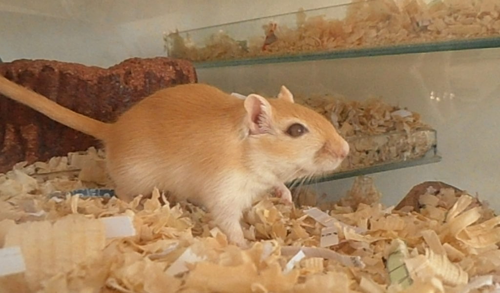 Ginger Gerbil