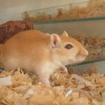 Ginger Gerbil